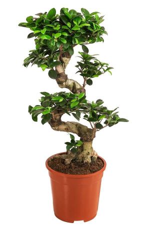 Фикус гинсенг S-образный Ficus ginseng S-type 75/30 (Н)