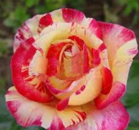 Роза флорибунда Сабле, коробка 1шт (двухлетка) Алтай