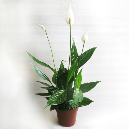 Спатифиллум Беллини в чаше Spathiphyllum Bellini in bowl 45/23