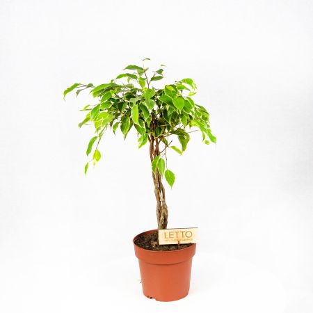 Фикус Бенджамина Голден Кинг переплетенный Ficus benjamina Golden King twisted stem 65/17