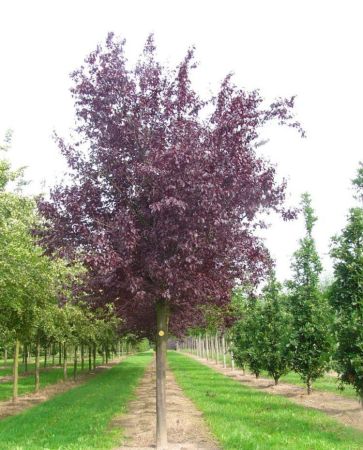 Черемуха виргинская Шуберт h 2-2.5м  Prunus virginiana Shubert ОКС