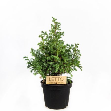 Можжевельник Боливард Juniperus  2л (ЗК)