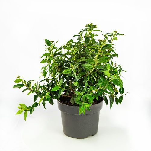 Калина лавролистная Eve Price с5 Viburnum tinus Eve Price (Н)