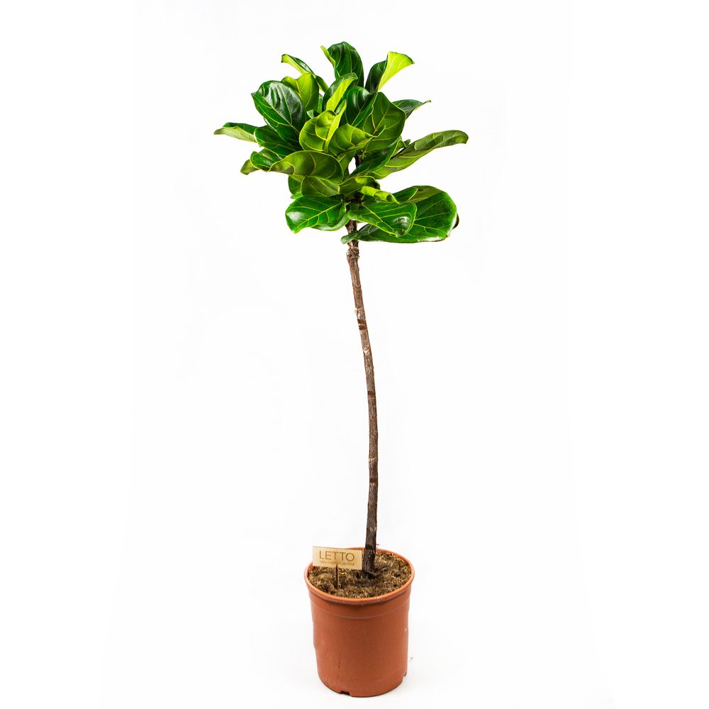 Фикус лировидный на штамбе Ficus lyrata on stem 120/24 (Н) — комнатное ...