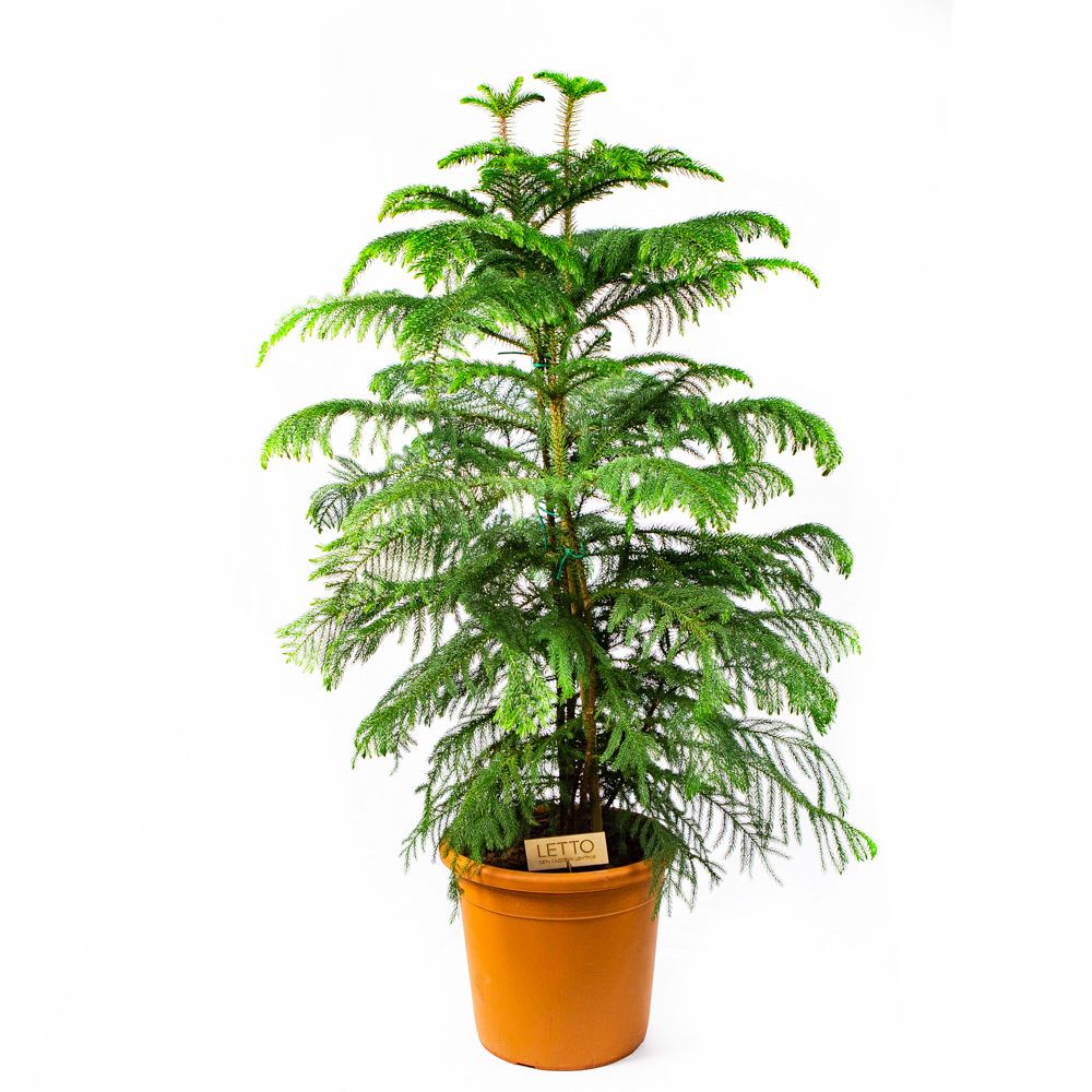 Араукария разнолистная Araucaria heterophylla 3рр 150/30 (Н ...