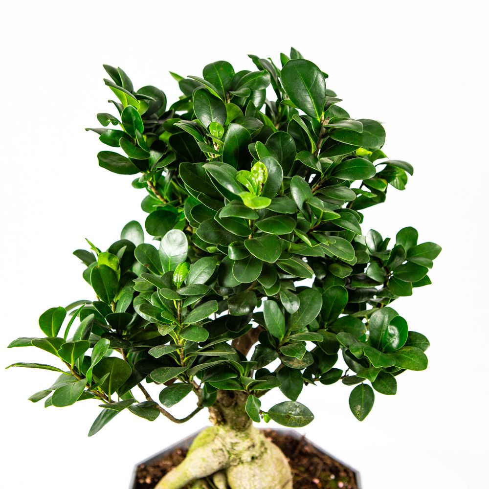 Фикус гинсенг S-образный Ficus ginseng S-type 60/22 (Н) — комнатное ...