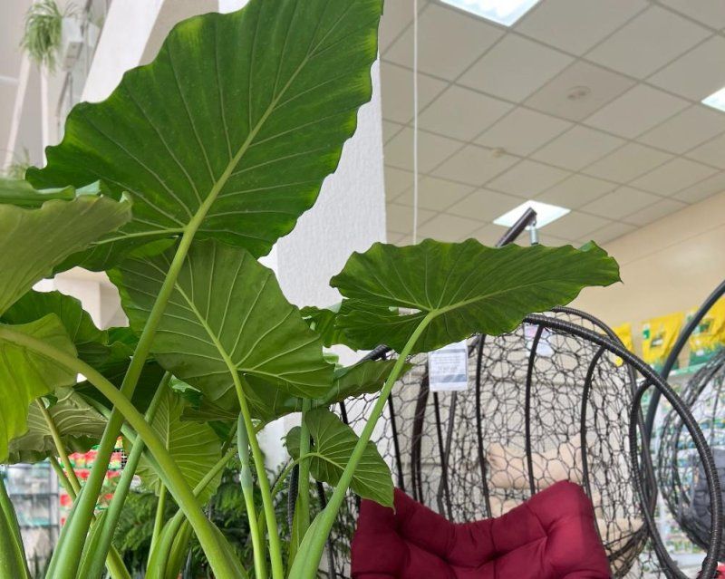 Какие сюрпризы ждать от слоновьих ушей?