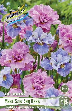 Ирис сибирский Микс Блю Энд Пинк Пикок Баттерфляй Iris sibirica Mix Blue And Pink Peacock Butterfly I 2шт, капер, Колорлайн