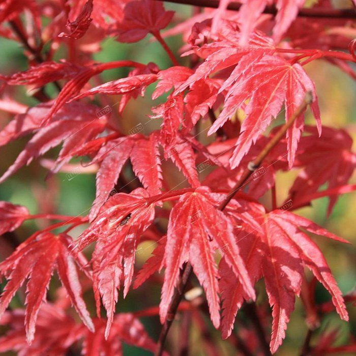 Клен асер. Клен дланевидный веерный. клён дланевидный (acer palmatum). клен пальмолистный. клён дланевидныйвеерный &quot;acer palmatum&quot;.