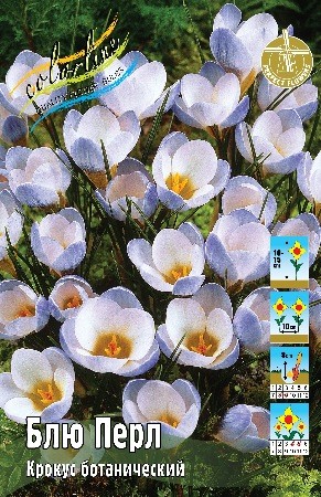 Крокус Блю Перл Crocus chrysanthus Blue Pearl 5/+ 5шт, капер, Колорлайн