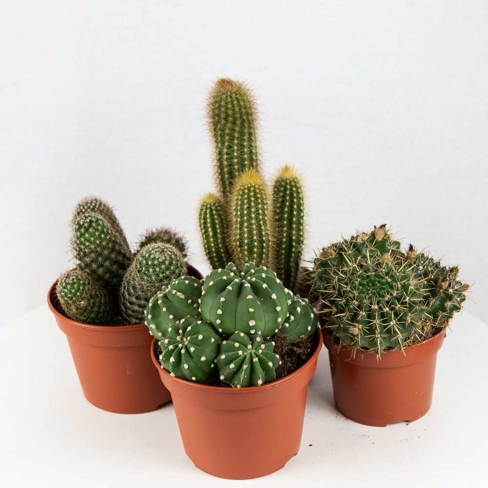 Кактус микс Cactus mix 20/12 — комнатное растение купить в интернет ...