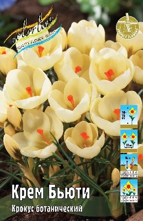 Крокус Крем Бьюти Crocus chrysanthus Cream Beauty 5/+ 10шт, капер, Колорлайн