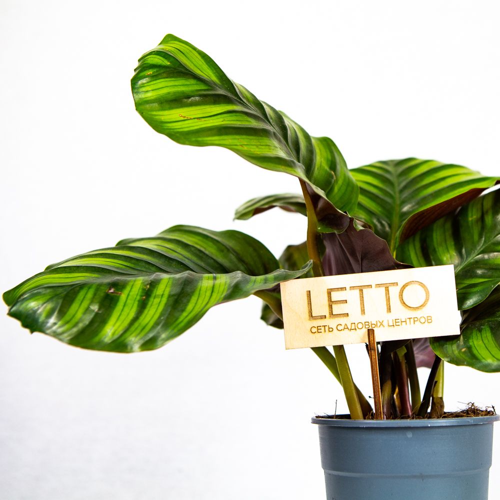 Калатея Фасциата Calathea Fasciata 35/12 — комнатное растение купить в ...