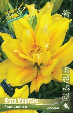 Лилия Фата Моргана Lilium Fata Morgana 16/18 3шт, капер, Колорлайн