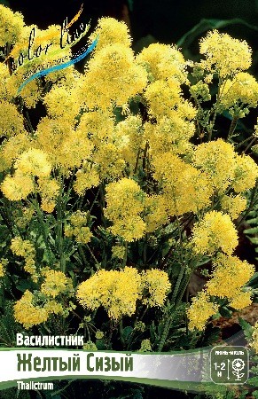 Василистник Желтый Сизый Thalictrum flavum glaucum I 1шт, капер, Колорлайн