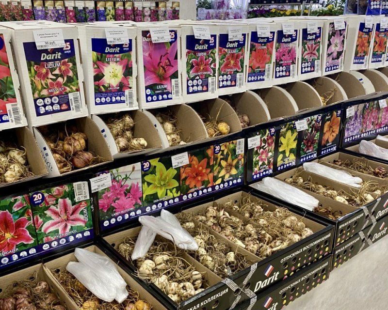 Долгожданное  поступление весенних луковичных цветов от Darit!