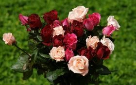 Саженцы роз описание сортов и уход.