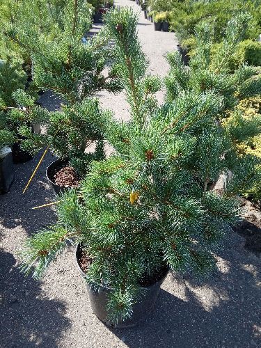 Сосна мелкоцветковая Негиши Pinus parviflora Negishi 15л (Н)