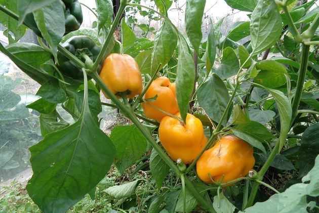 Сладкий перец Калифорнийское чудо
