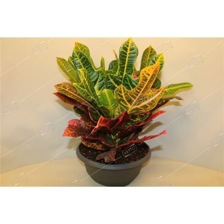 Кодиеум Экселент в чаше Codiaeum Excellent in bowl 45/27 — комнатное ...