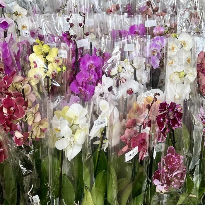 Фантастически красивые фаленопсисы!