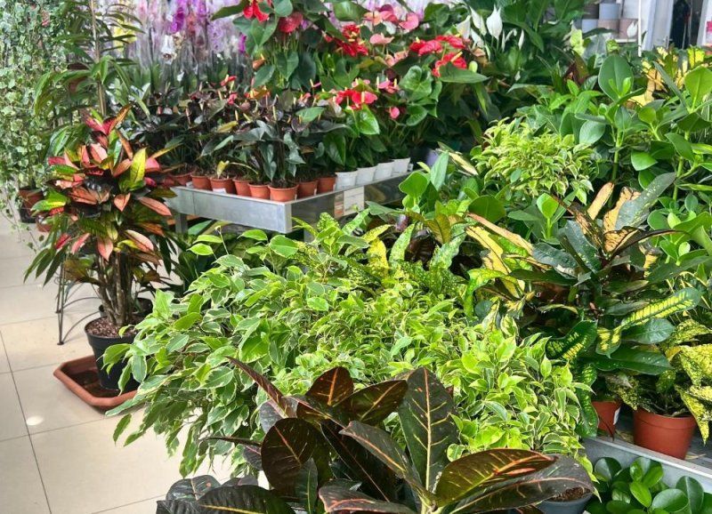 5 причин покупать растения в LETTO