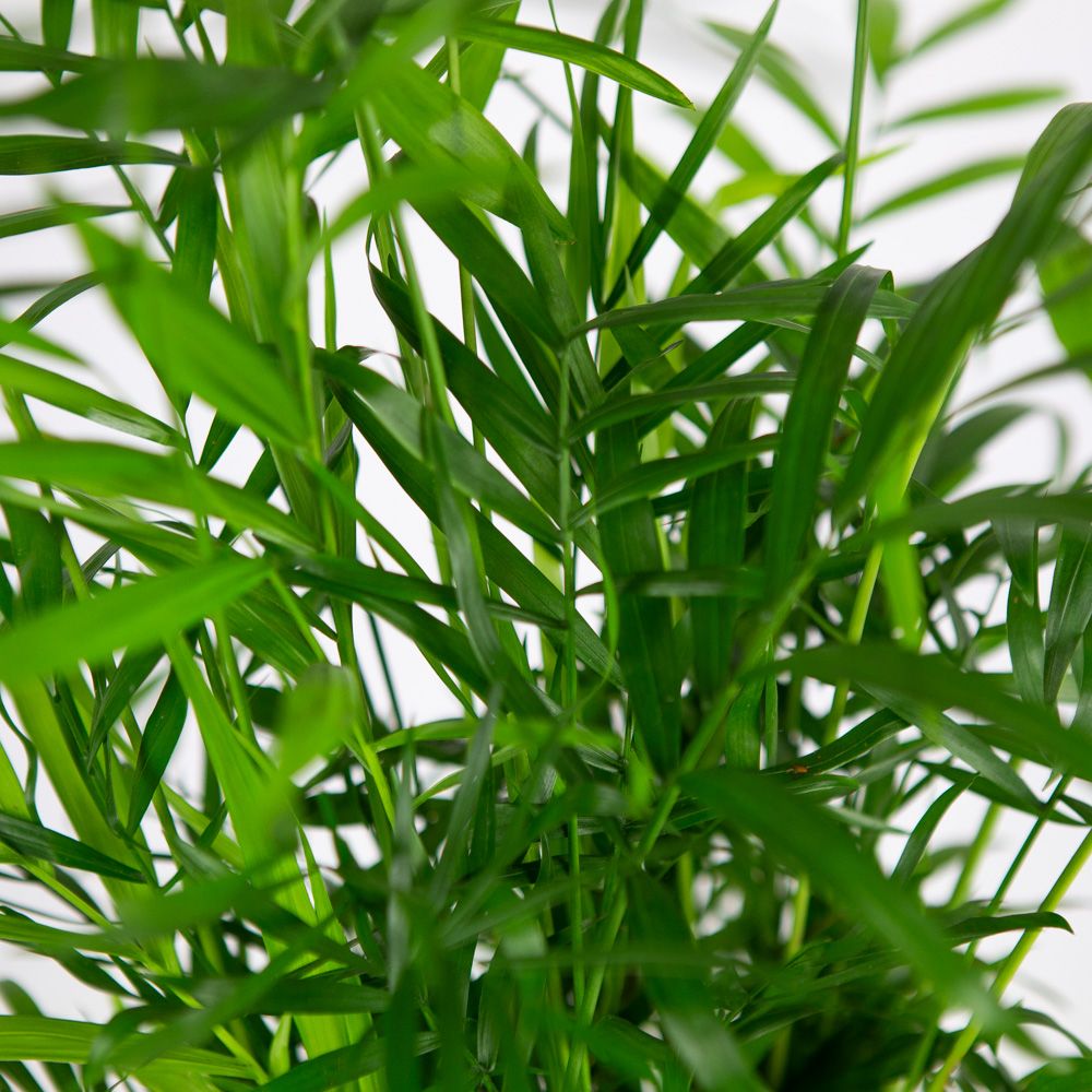 Хамедорея изящная Chamaedorea elegans 60/17 — комнатное растение купить ...