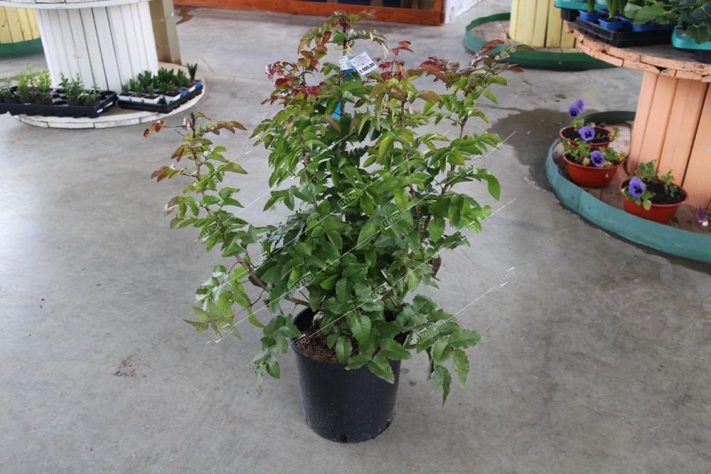 Магония падуболистная 40/60 Mahonia aquifolium 10л (И) — цена в LETTO