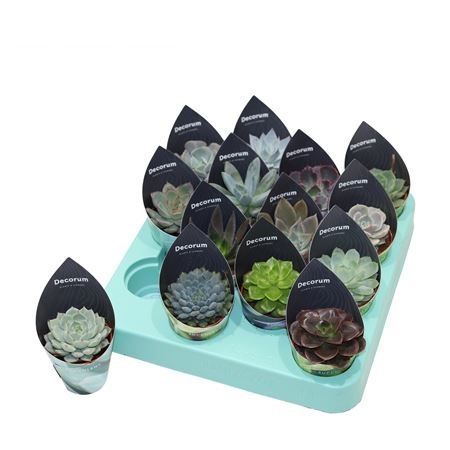Эхеверия микс Echeveria mix 8/5,5