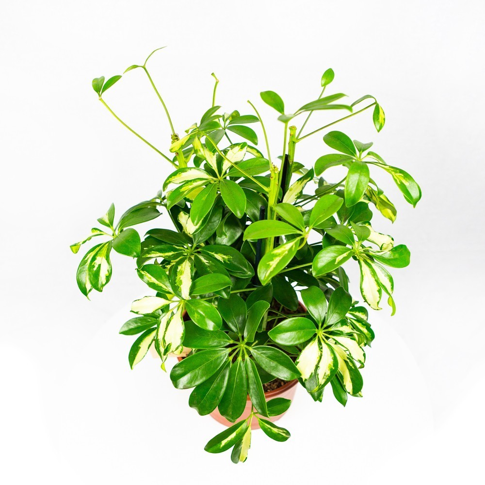 Шеффлера Герда 3 ствола Schefflera Gerda 3pp 50/21 (Н) — комнатное ...