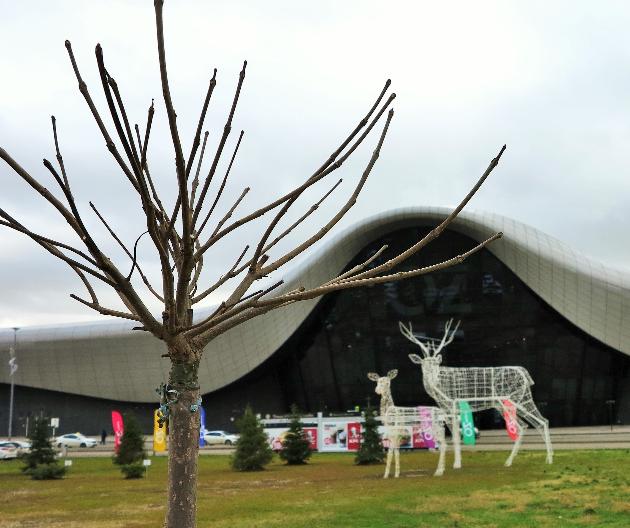 LETTO озеленяет и украшает города