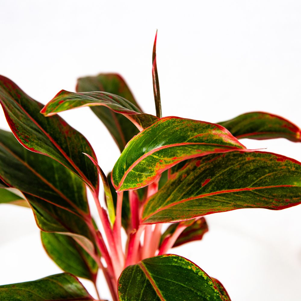 Аглаонема Крит Aglaonema Crete 25/12 (Н) — комнатное растение купить в ...