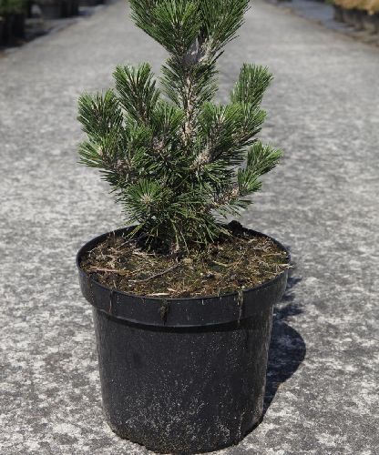 Сосна Тунберга Котобуки Pinus thunbergii Kotobuki 10л (Н)