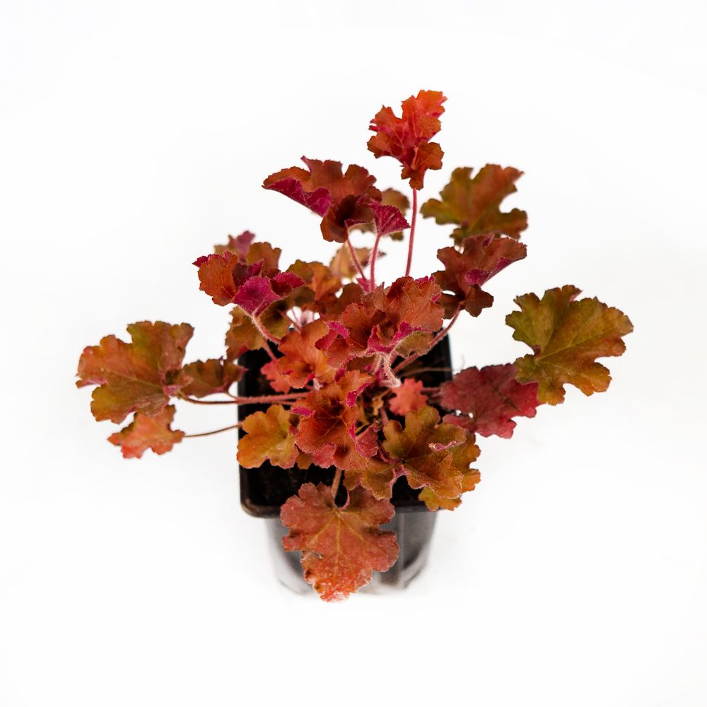 Гейхера микс Heuchera mix /10,5 — саженцы купить в интернет-магазине с ...