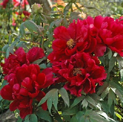 Пион древовидный Алые Паруса Paeonia suffruticosa Zhi Hong 3л (П)