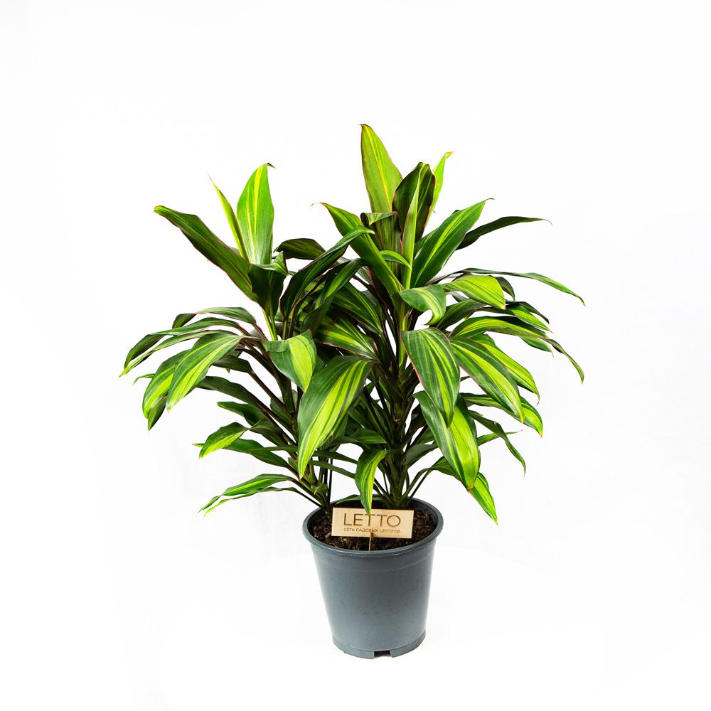 Кордилина кустарниковая Киви Cordyline fruticosa Kiwi 55/19 — комнатное ...