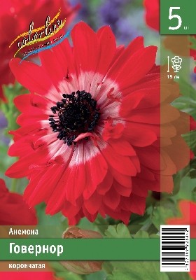 Анемона Говернор Anemone coronaria The Governor 6/7 5шт, капер, Колорлайн