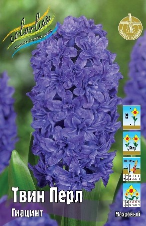 Гиацинт Твин Перл Hyacinthus Twin Pearl 14/15 3шт, капер, Колорлайн