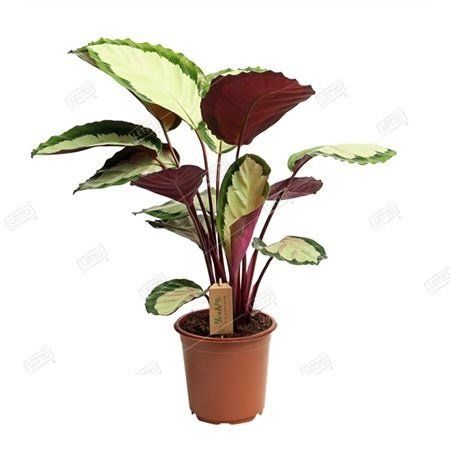 Calathea Silvia 50/17       -