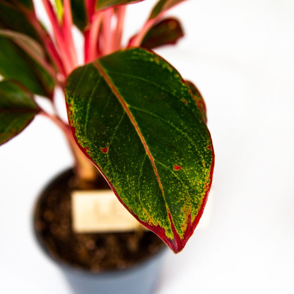 Аглаонема Крит Aglaonema Crete 25/12 — комнатное растение купить в ...