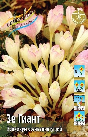 Колхикум Гиант Colchicum The Giant 18/20 1шт
