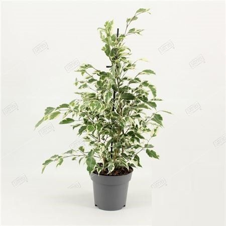 Фикус Бенджамина Твайлайт Ficus benjamina Twilight 55/14 — комнатное ...