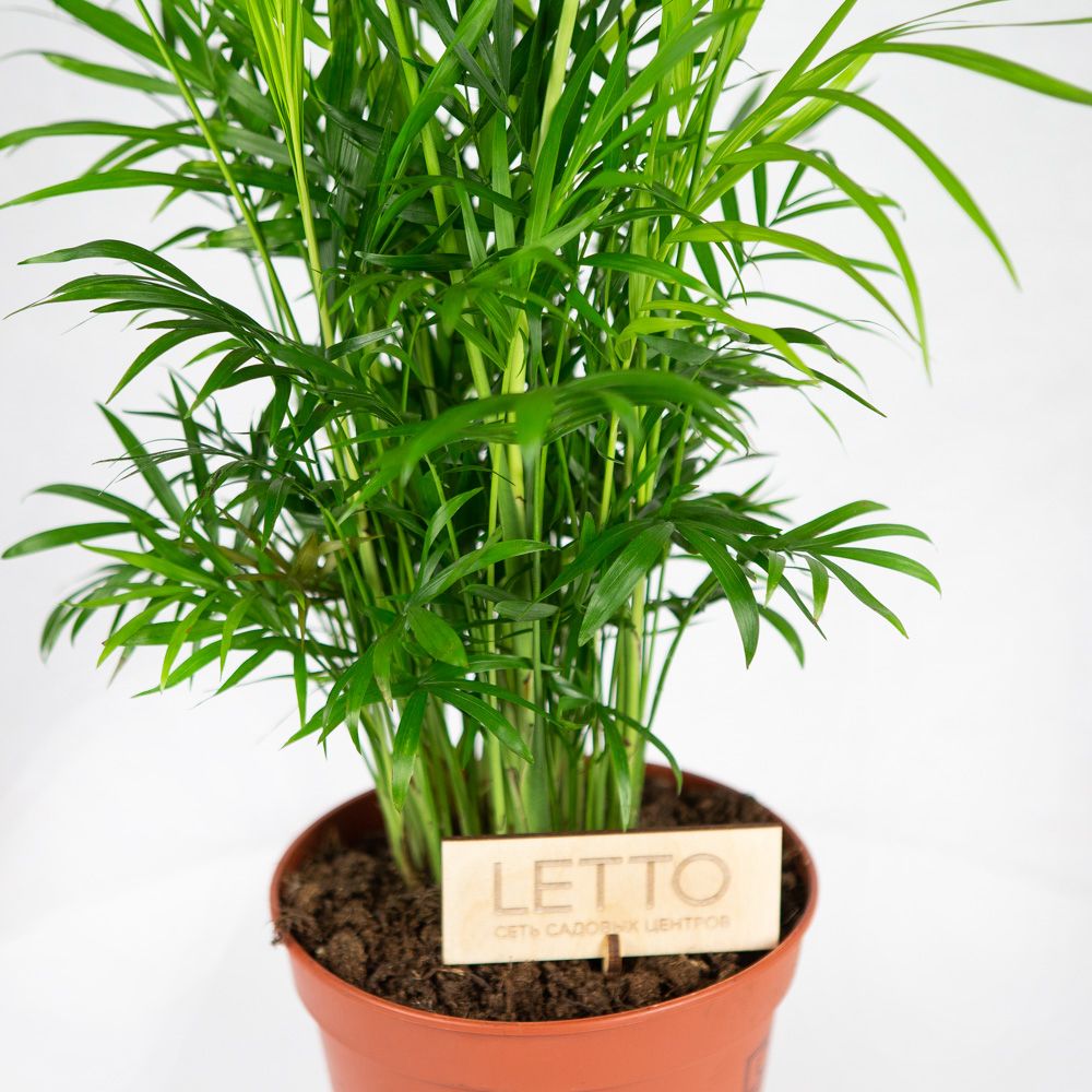 Хамедорея изящная Chamaedorea elegans 60/17 — комнатное растение купить ...