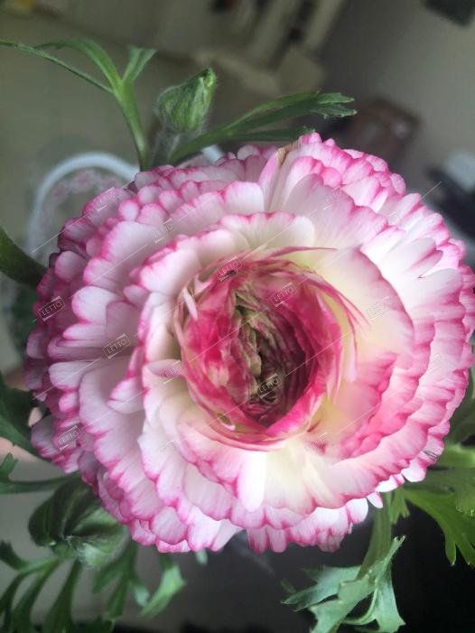 Лютик азиатский Ranunculus asiaticus /10,5 — саженцы купить в интернет ...