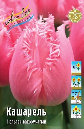 Тюльпан Кашарель Tulip Cacharel 11/12 3шт 