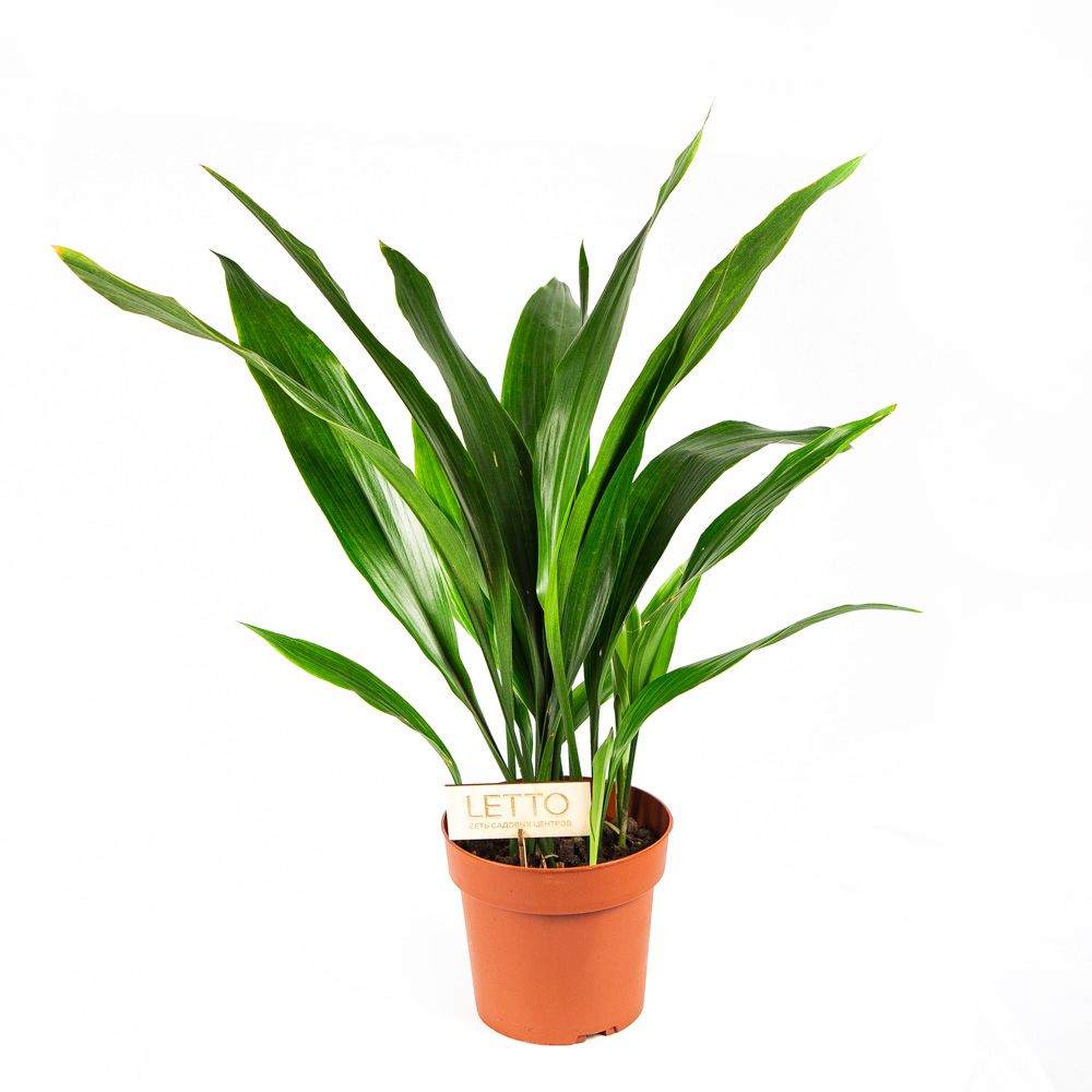 Аспидистра высокая Aspidistra elatior 70/17 — комнатное растение купить ...