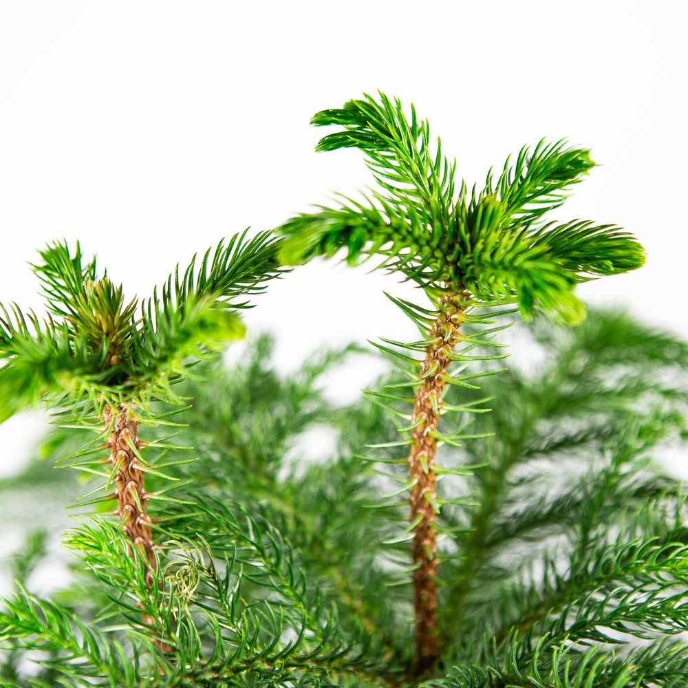Араукария разнолистная Araucaria heterophylla 3рр 150/30 (Н ...