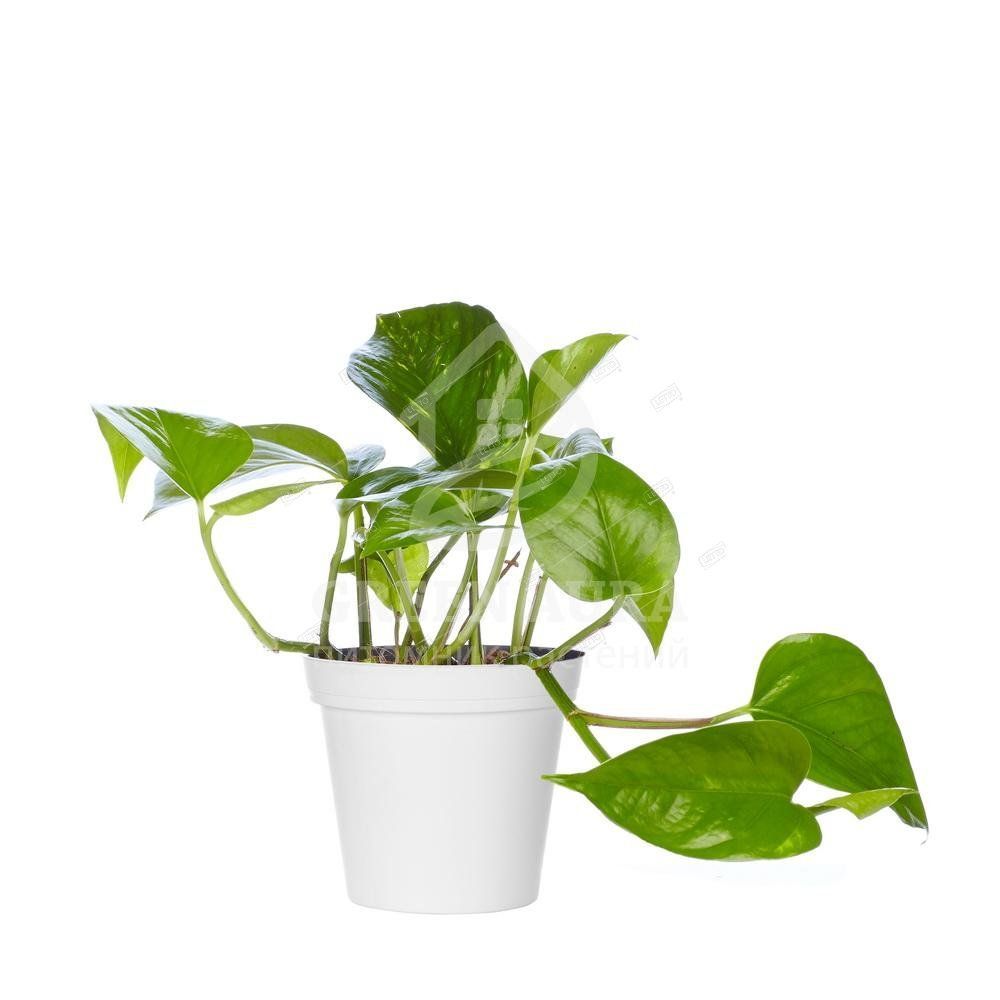 Эпипремнум золотистый Epipremnum aureum 15/12 — комнатное растение ...