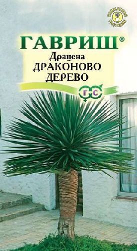 Драцена Драконово Дерево, семена Гавриш 3шт
