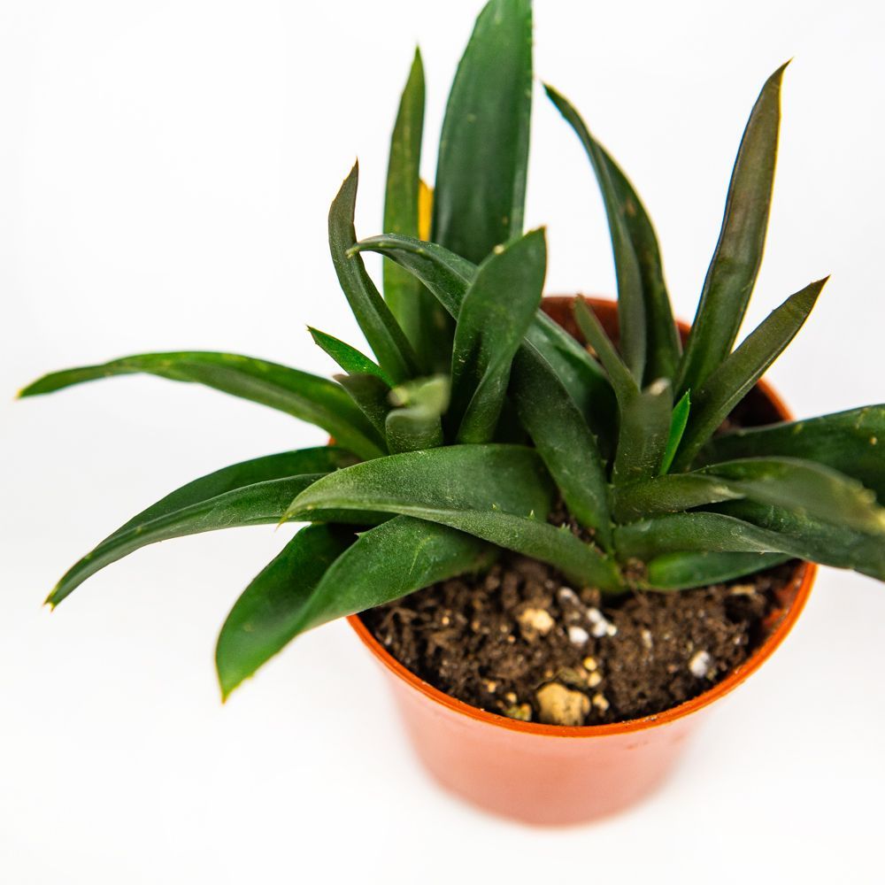 Алоэ, Хавортия микс Aloe, Haworthia mix 8/5 — комнатное растение купить ...